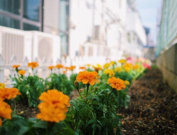 Home garden in First house Nishi Funabashi！！