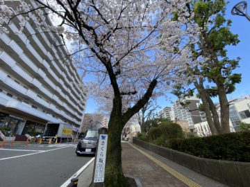 CherryBlossom@Miyazakidai station