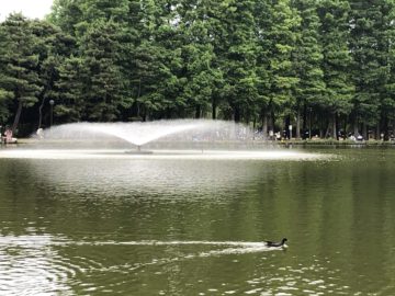 南浦和周辺散策⛲別所沼公園