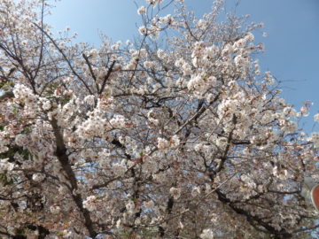 今年もやります！南浦和の公園でお花見パーティ♪