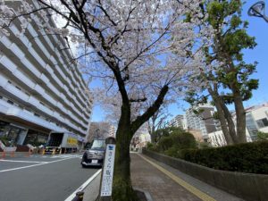 CherryBlossom@宮崎台駅