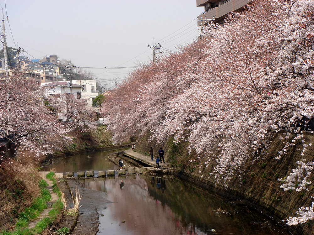 弘明寺の桜