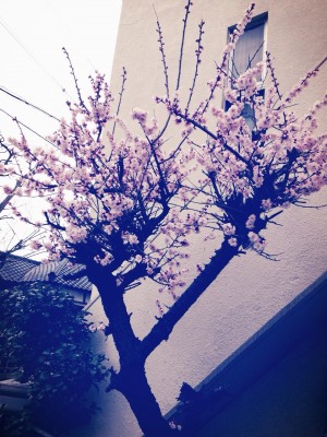 隣の桜