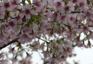 桜！